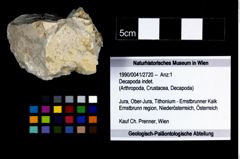 Foto (Objekt + Etikett) von Decapoda indet.  (NHMW-GEO-1990-0041-2720)